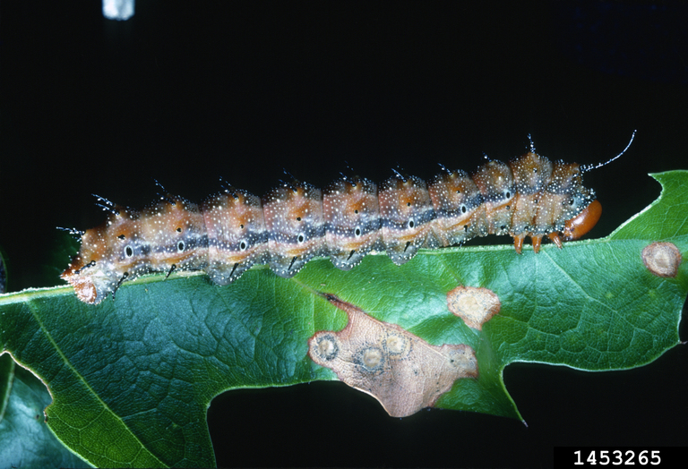Spiny Oakworm